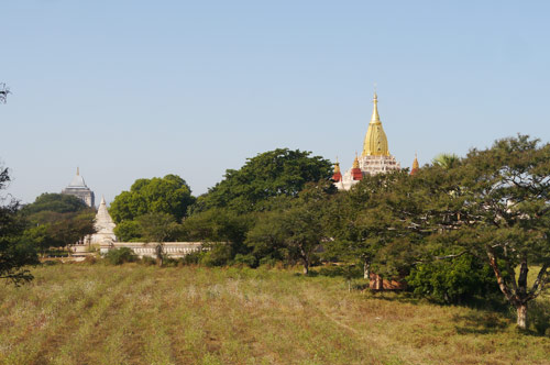 Burmese temple covered by trees